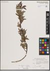 Foto von Salix eleagnos Scop. x Salix waldsteiniana Willd.